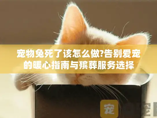 宠物兔死了该怎么做?告别爱宠的暖心指南与殡葬服务选择