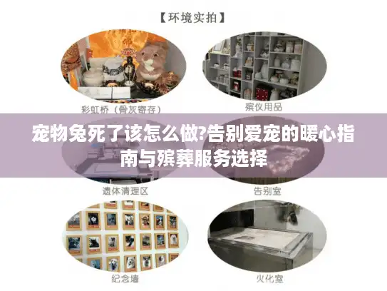宠物兔死了该怎么做?告别爱宠的暖心指南与殡葬服务选择