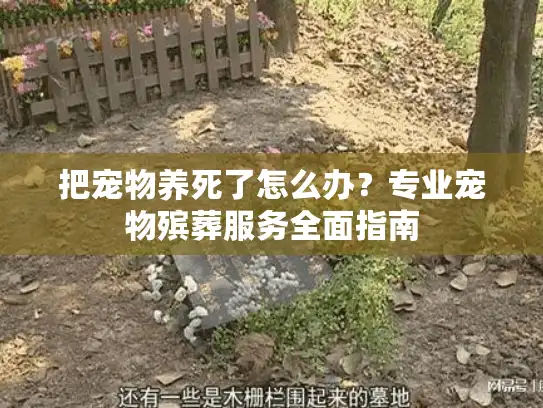 把宠物养死了怎么办？专业宠物殡葬服务全面指南