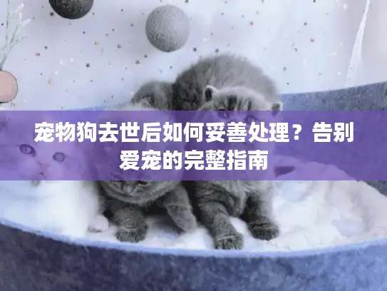 宠物狗去世后如何妥善处理？告别爱宠的完整指南