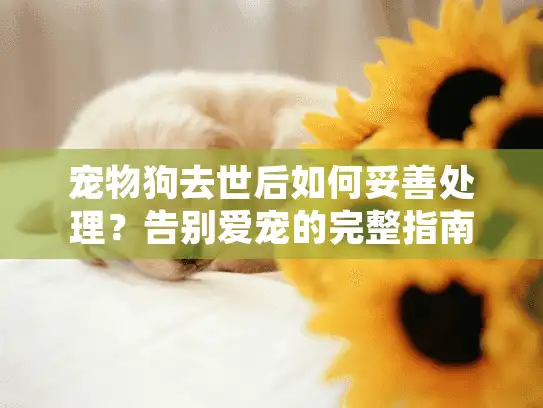 宠物狗去世后如何妥善处理？告别爱宠的完整指南