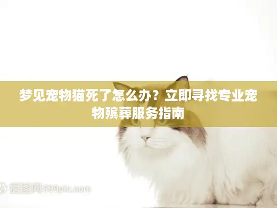 梦见宠物猫死了怎么办？立即寻找专业宠物殡葬服务指南