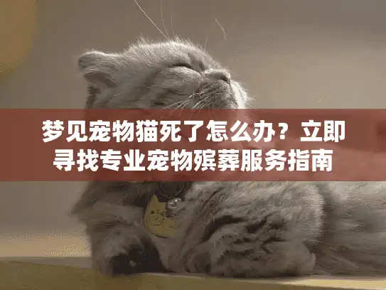 梦见宠物猫死了怎么办？立即寻找专业宠物殡葬服务指南
