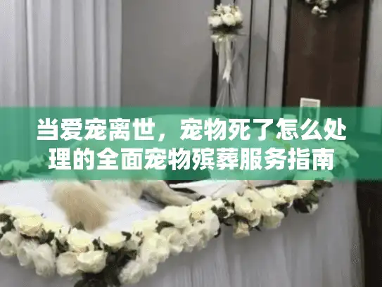 当爱宠离世，宠物死了怎么处理的全面宠物殡葬服务指南