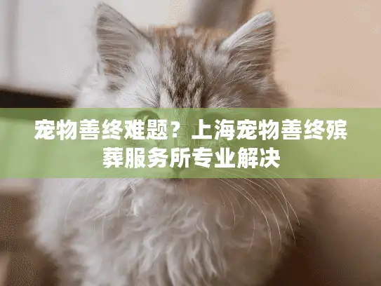 宠物善终难题？上海宠物善终殡葬服务所专业解决