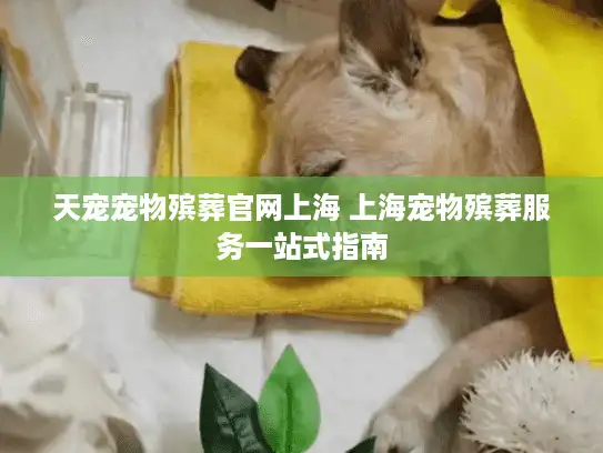 天宠宠物殡葬官网上海 上海宠物殡葬服务一站式指南