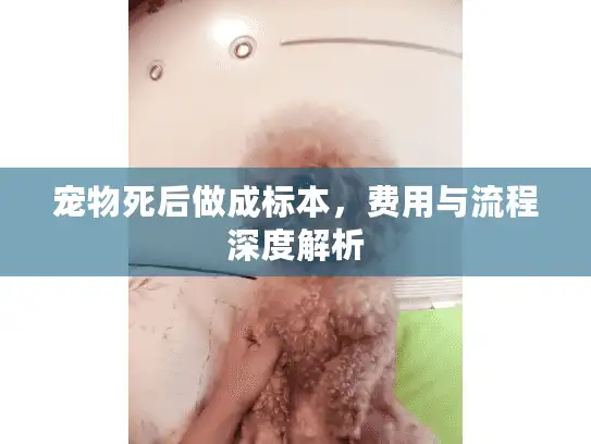 宠物死后做成标本，费用与流程深度解析