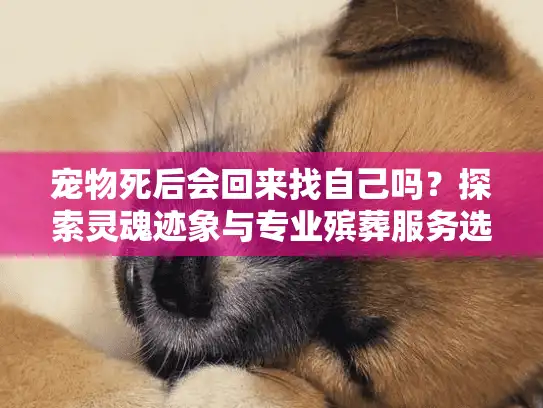 宠物死后会回来找自己吗？探索灵魂迹象与专业殡葬服务选择