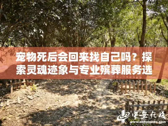 宠物死后会回来找自己吗？探索灵魂迹象与专业殡葬服务选择