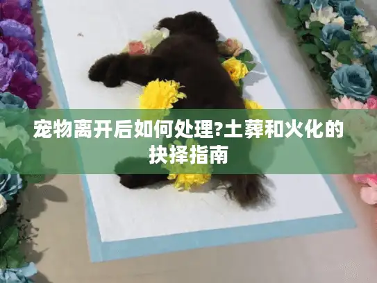 宠物离开后如何处理?土葬和火化的抉择指南
