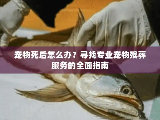 宠物死后怎么办？寻找专业宠物殡葬服务的全面指南