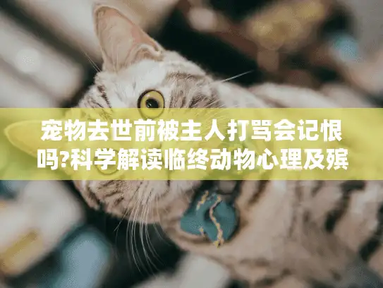 宠物去世前被主人打骂会记恨吗?科学解读临终动物心理及殡葬选择