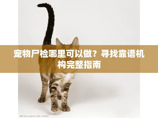 宠物尸检哪里可以做？寻找靠谱机构完整指南