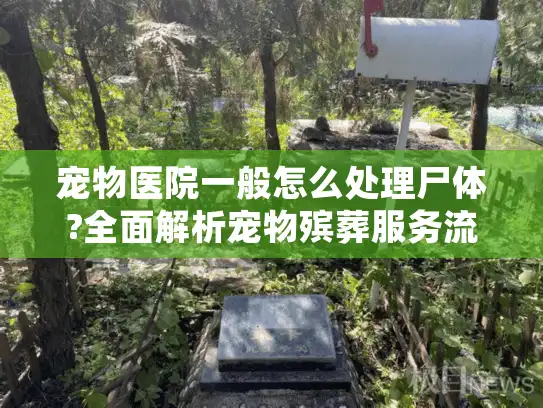 宠物医院一般怎么处理尸体?全面解析宠物殡葬服务流程与选择