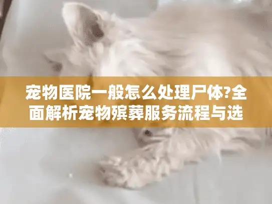 宠物医院一般怎么处理尸体?全面解析宠物殡葬服务流程与选择