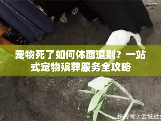 宠物死了如何体面道别？一站式宠物殡葬服务全攻略