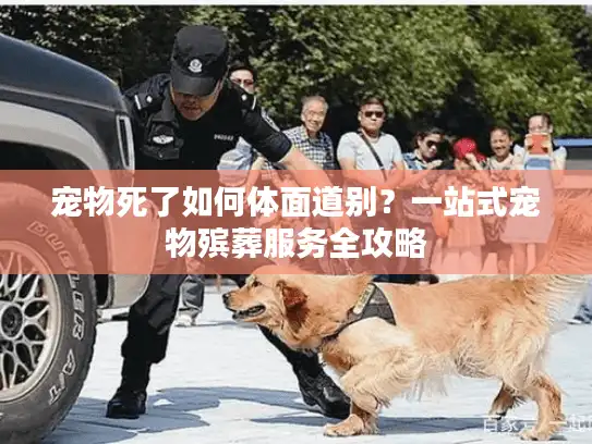 宠物死了如何体面道别？一站式宠物殡葬服务全攻略