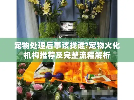 宠物处理后事该找谁?宠物火化机构推荐及完整流程解析