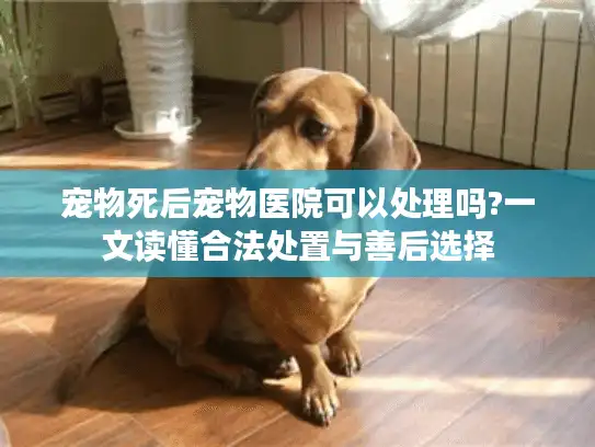 宠物死后宠物医院可以处理吗?一文读懂合法处置与善后选择