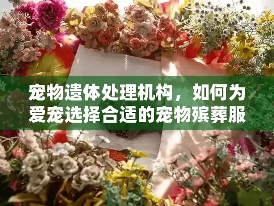 宠物遗体处理机构，如何为爱宠选择合适的宠物殡葬服务？