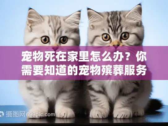 宠物死在家里怎么办？你需要知道的宠物殡葬服务指南