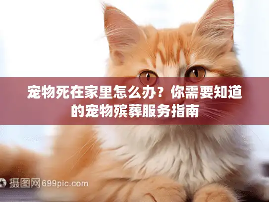 宠物死在家里怎么办？你需要知道的宠物殡葬服务指南