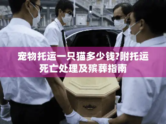 宠物托运一只猫多少钱?附托运死亡处理及殡葬指南