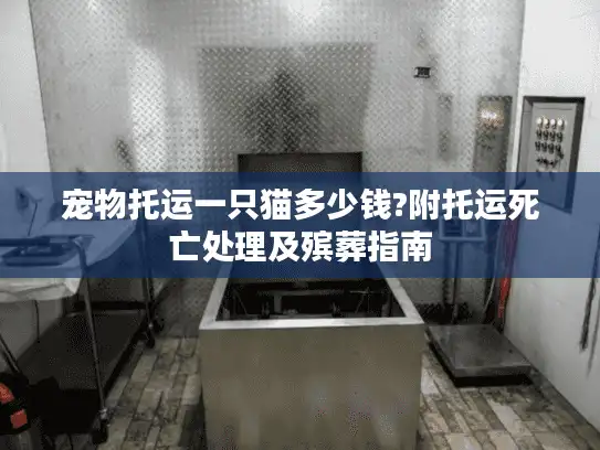 宠物托运一只猫多少钱?附托运死亡处理及殡葬指南
