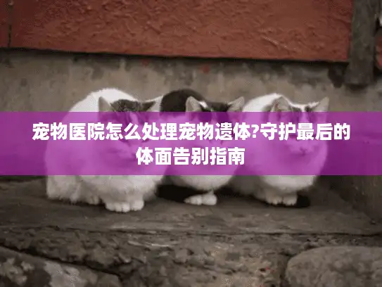 宠物医院怎么处理宠物遗体?守护最后的体面告别指南