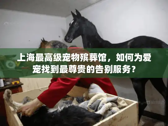 上海最高级宠物殡葬馆，如何为爱宠找到最尊贵的告别服务？
