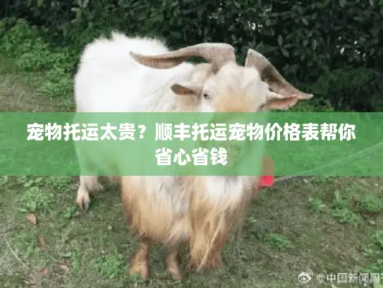 宠物托运太贵？顺丰托运宠物价格表帮你省心省钱
