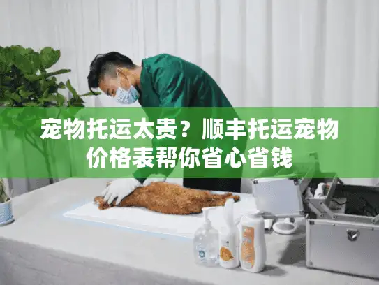 宠物托运太贵？顺丰托运宠物价格表帮你省心省钱