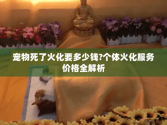 宠物死了火化要多少钱?个体火化服务价格全解析