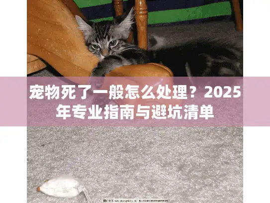 宠物死了一般怎么处理？2025年专业指南与避坑清单