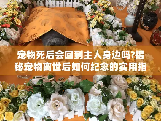 宠物死后会回到主人身边吗?揭秘宠物离世后如何纪念的实用指南