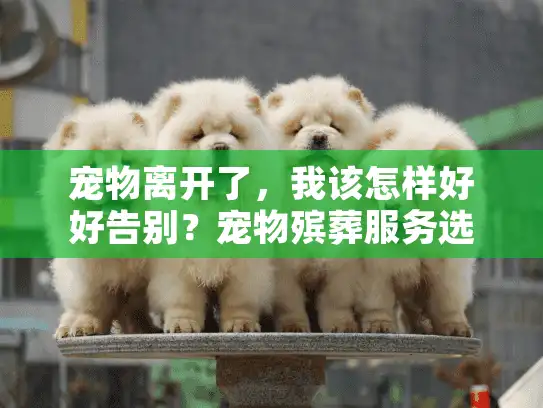 宠物离开了，我该怎样好好告别？宠物殡葬服务选择指南