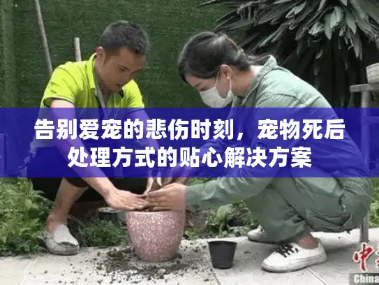 告别爱宠的悲伤时刻，宠物死后处理方式的贴心解决方案