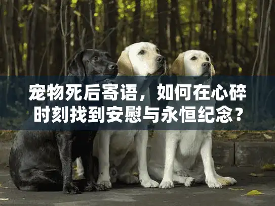 宠物死后寄语，如何在心碎时刻找到安慰与永恒纪念？