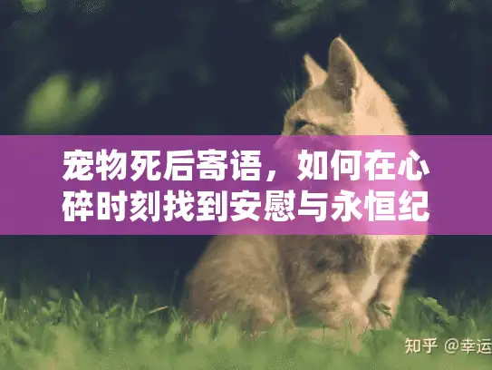 宠物死后寄语，如何在心碎时刻找到安慰与永恒纪念？