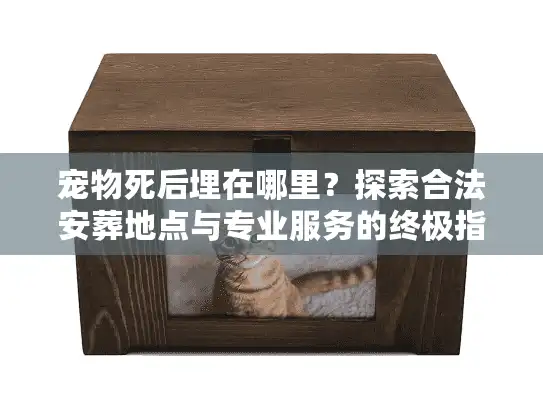 宠物死后埋在哪里？探索合法安葬地点与专业服务的终极指南