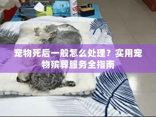 宠物死后一般怎么处理？实用宠物殡葬服务全指南