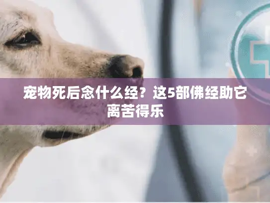 宠物死后念什么经？这5部佛经助它离苦得乐