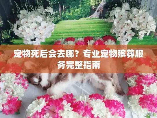 宠物死后会去哪？专业宠物殡葬服务完整指南