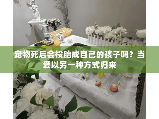 宠物死后会投胎成自己的孩子吗？当爱以另一种方式归来
