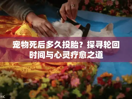 宠物死后多久投胎？探寻轮回时间与心灵疗愈之道