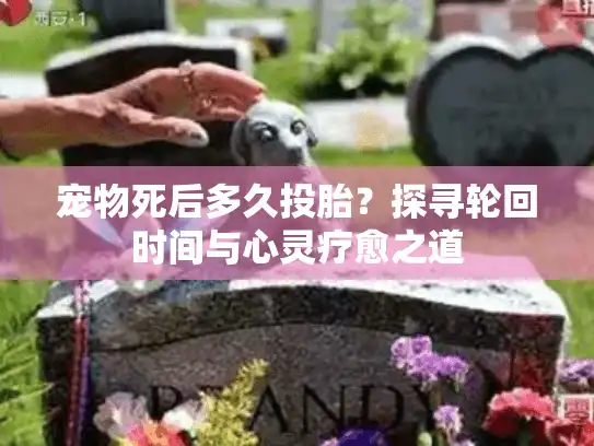 宠物死后多久投胎？探寻轮回时间与心灵疗愈之道