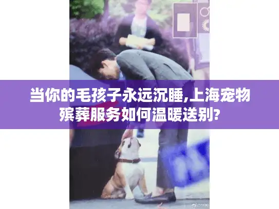 当你的毛孩子永远沉睡,上海宠物殡葬服务如何温暖送别?