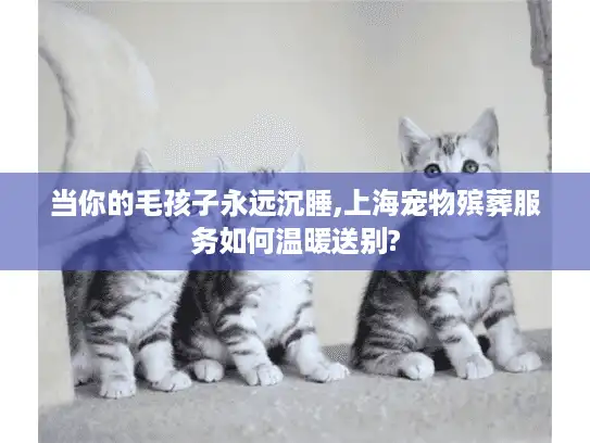 当你的毛孩子永远沉睡,上海宠物殡葬服务如何温暖送别?