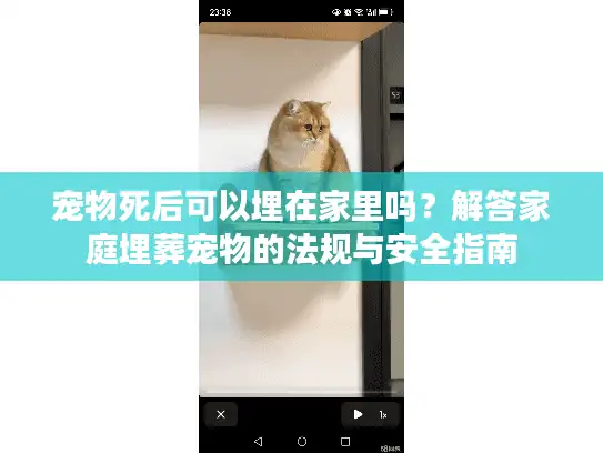 宠物死后可以埋在家里吗？解答家庭埋葬宠物的法规与安全指南