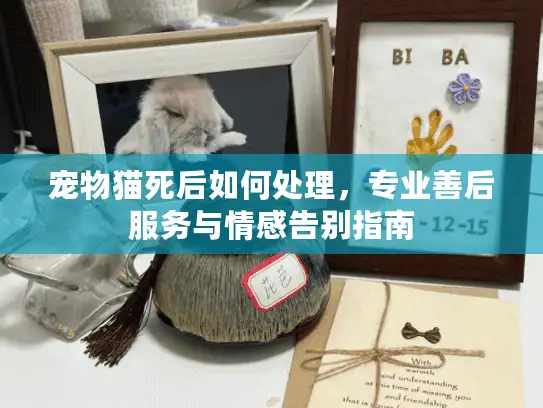 宠物猫死后如何处理，专业善后服务与情感告别指南